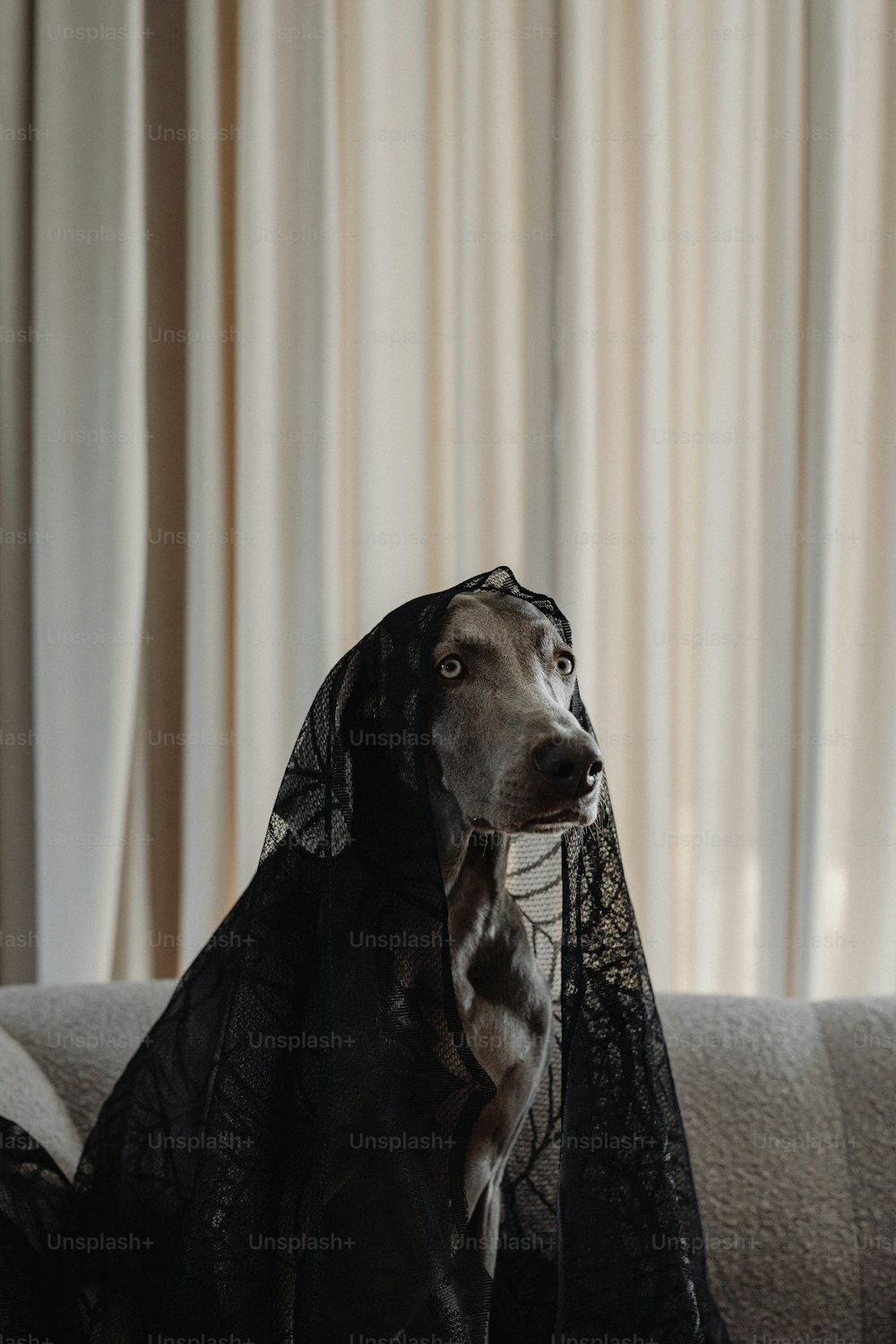 a dog with a veil on its head sitting on a couch
