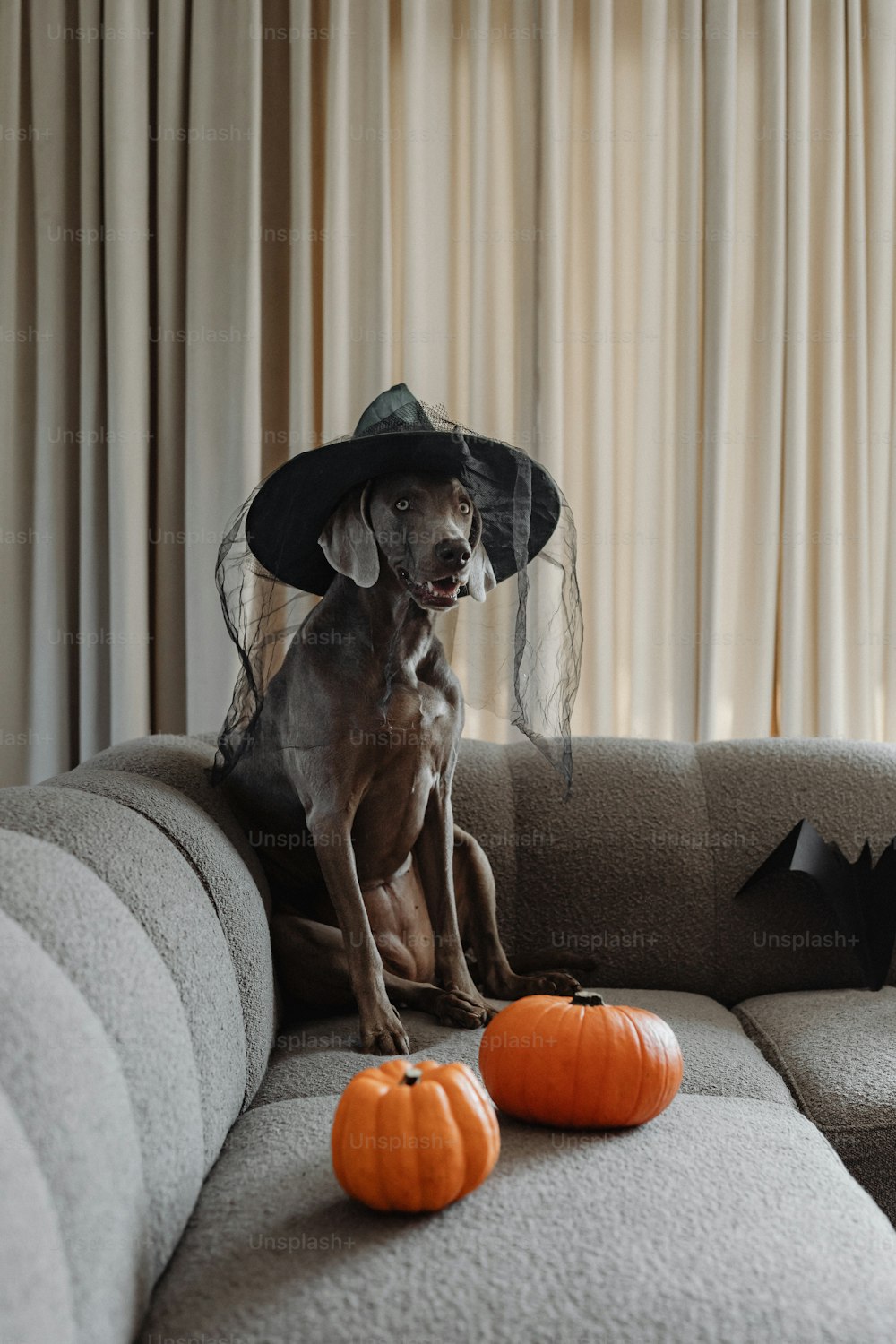 ソファに座っている魔女の帽子をかぶった犬