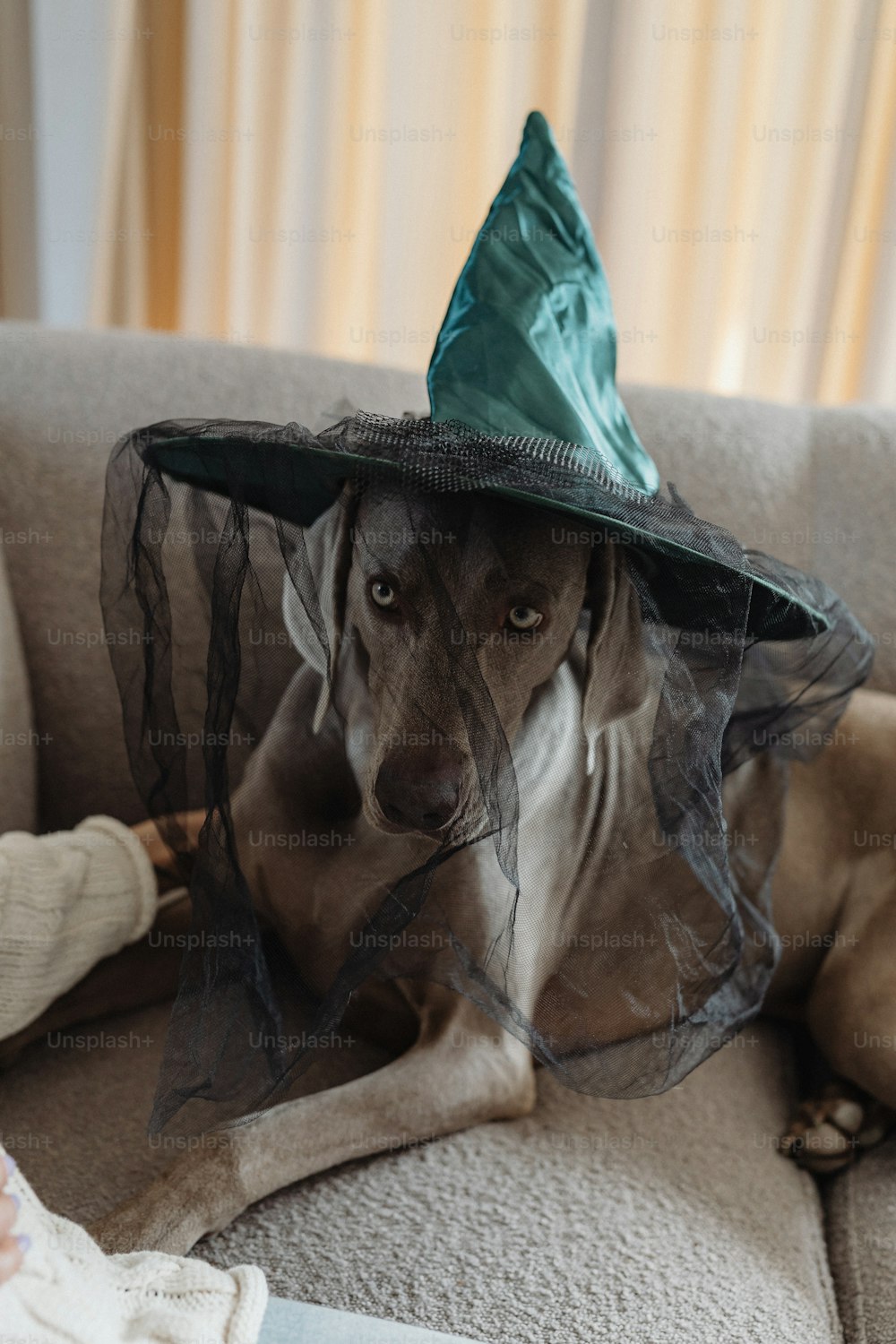 소파에 앉아 있는 마녀 모자를 쓴 개