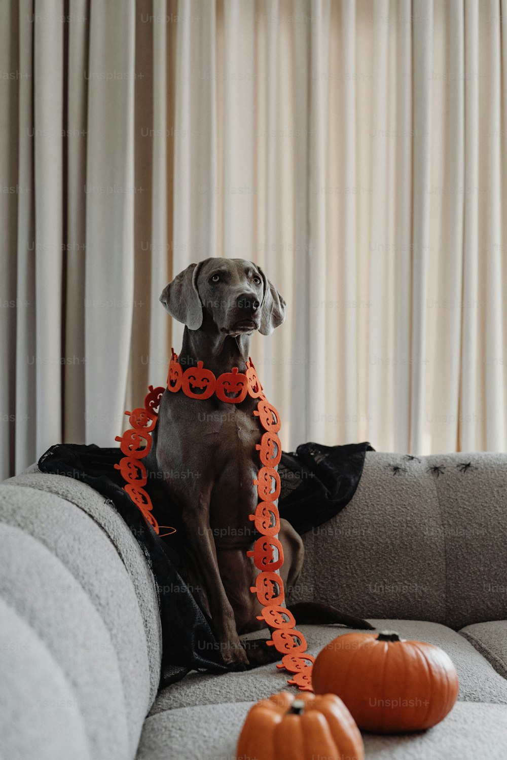 Ein Hund, der mit einer Halloween-Dekoration auf einer Couch sitzt