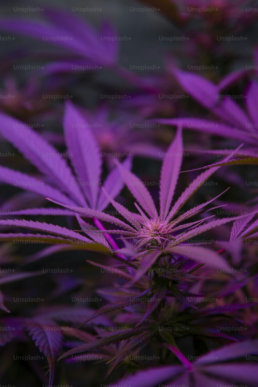 Un primer plano de una planta con hojas púrpuras