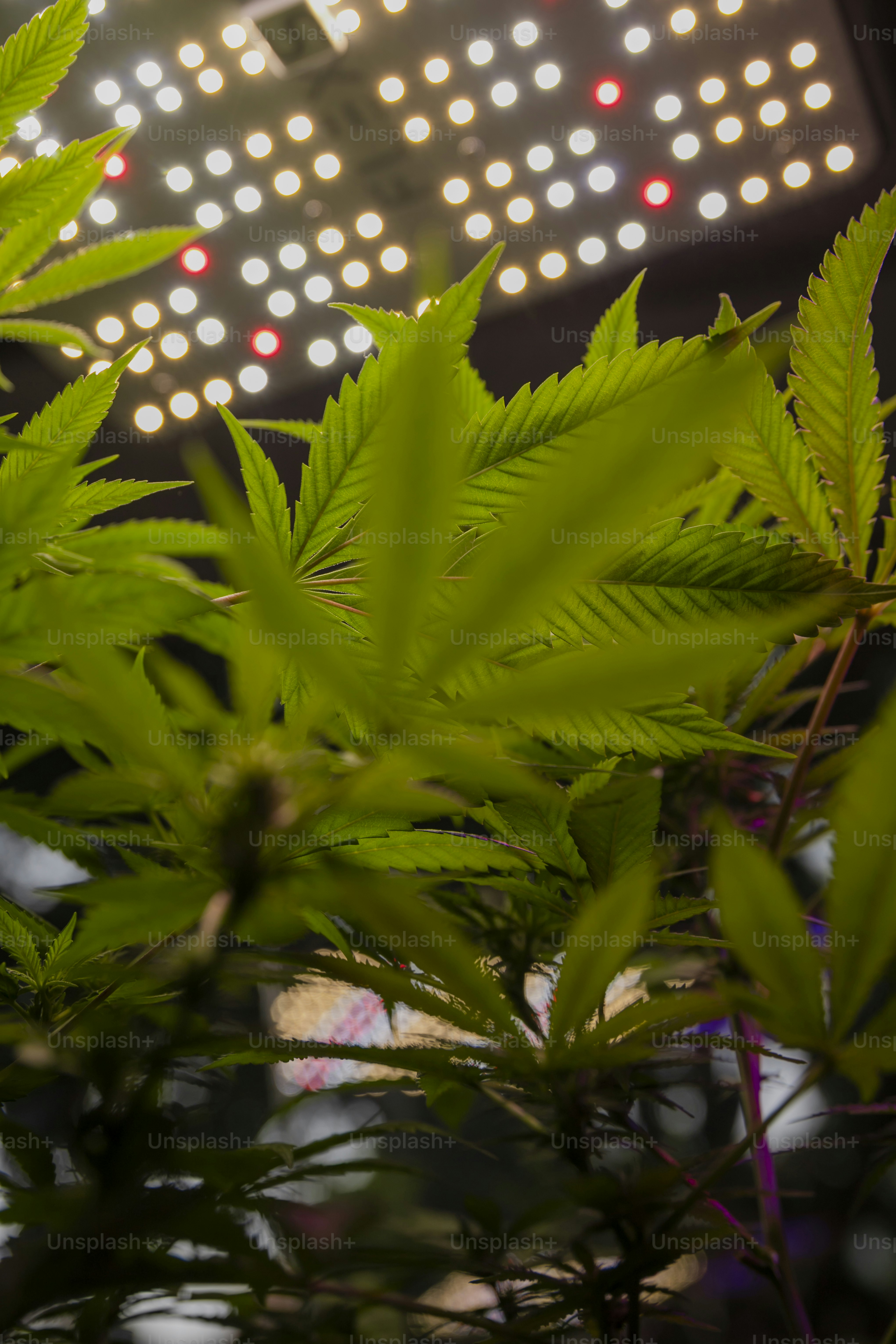 a close up of a green plant with lights in the background
