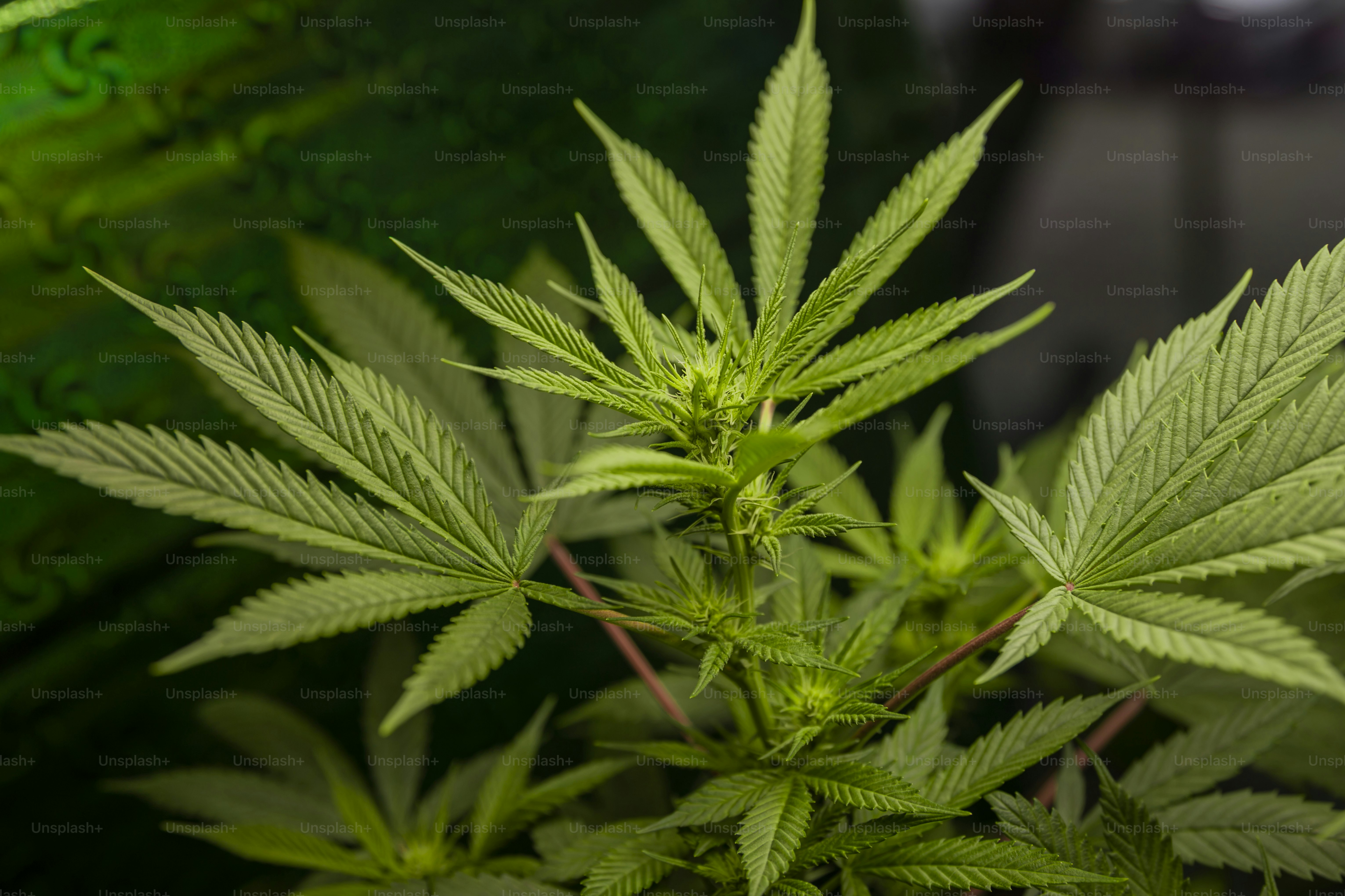 a close up of a plant with green leaves