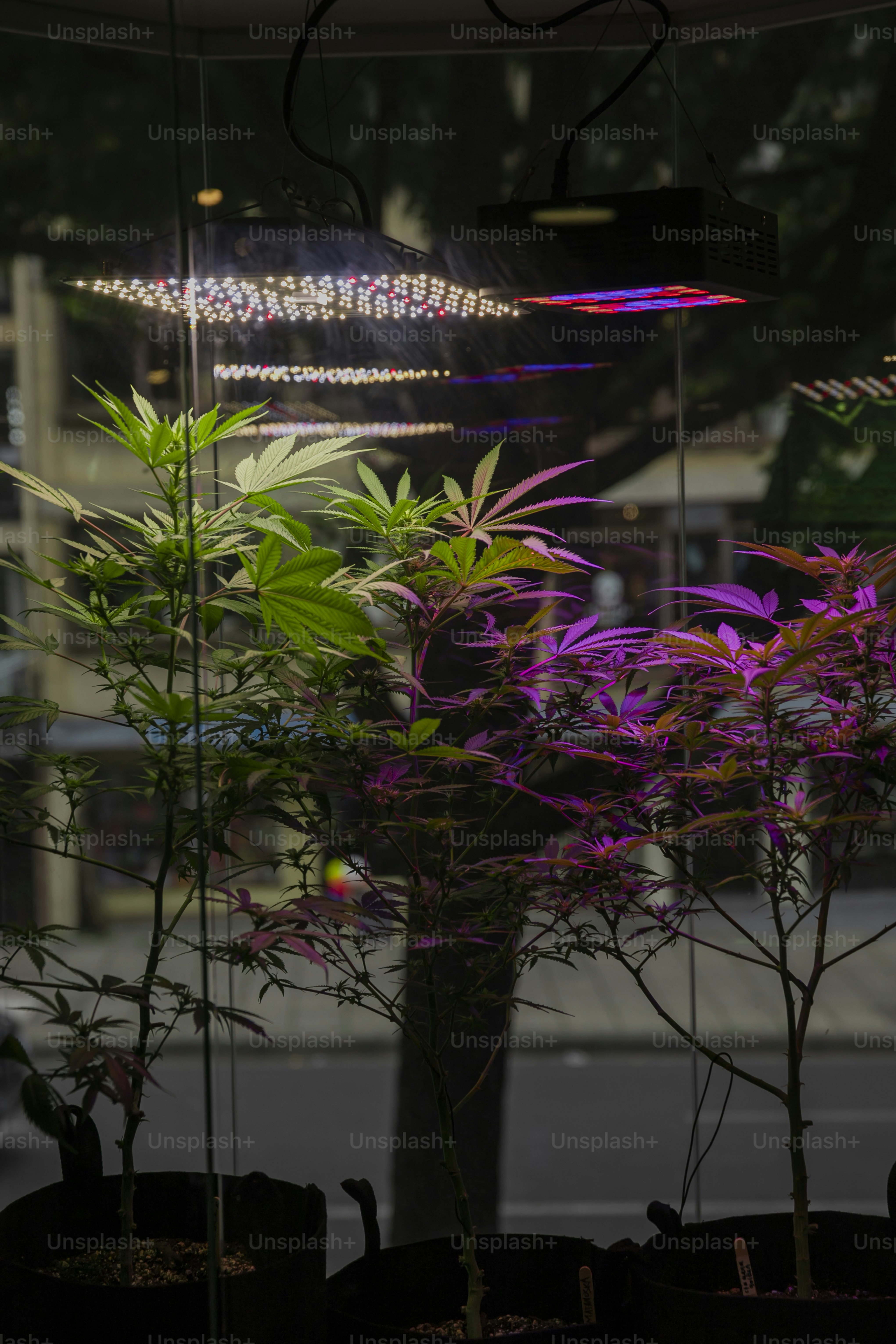 a bunch of plants that are in a pot