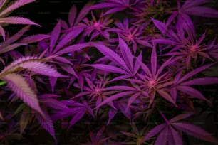 紫色の葉を持つ植物のク��ローズアップ