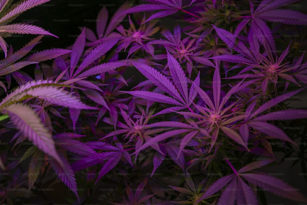 Nahaufnahme einer Pflanze mit violetten Blättern