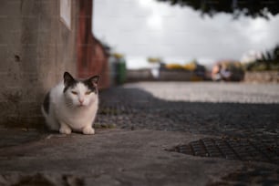 Eine schwarz-weiße Katze, die auf einem Bürgersteig sitzt
