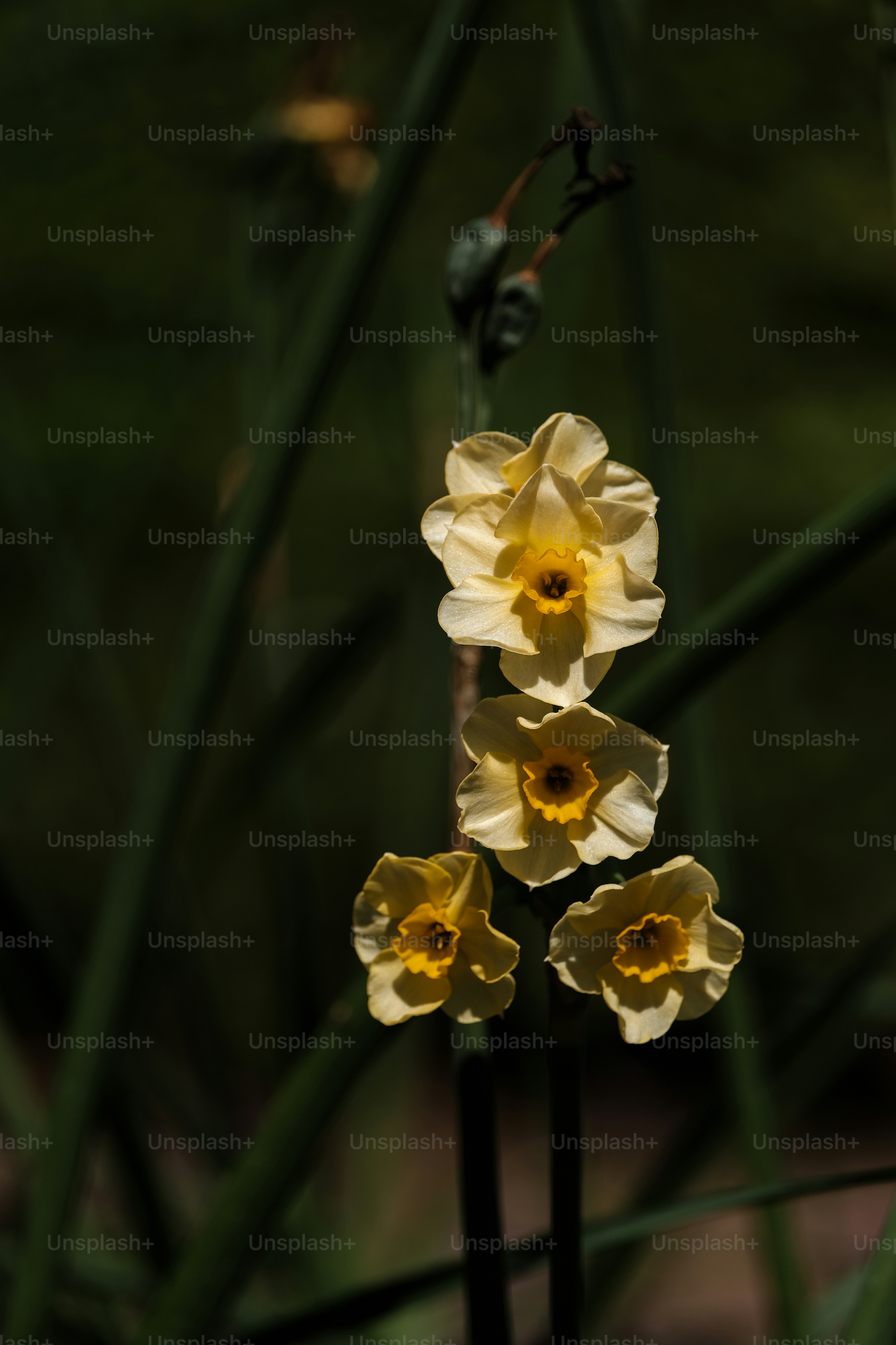 um grupo de flores amarelas sentado no topo de um campo verde exuberante