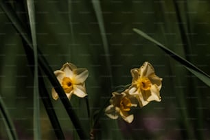 Un par de flores amarillas que están en la hierba