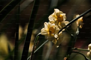 a close up of a bunch of yellow flowers