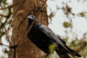 un oiseau noir perché sur une branche d’arbre
