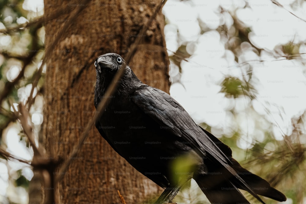 a black bird perched on a tree branch