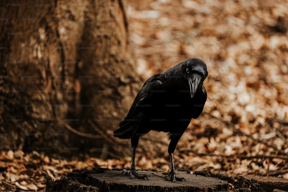 um pássaro preto sentado em cima de um toco de árvore