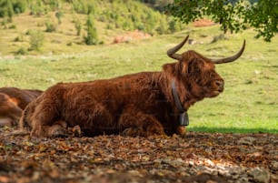 a brown cow laying on top of a lush green field