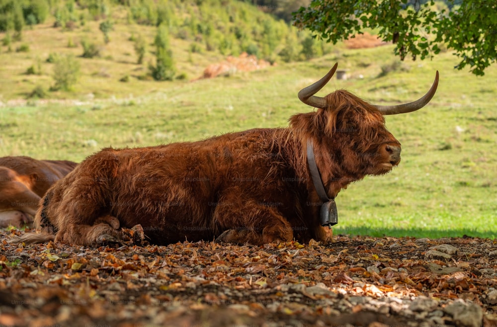 緑豊かな野原の上に横たわる茶色の牛