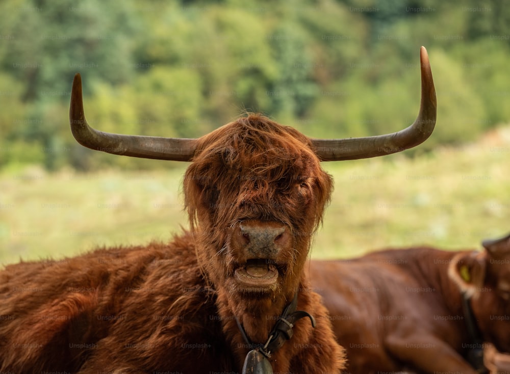 a close up of a cow with long horns