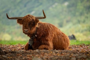 a yak with long horns sitting in the grass