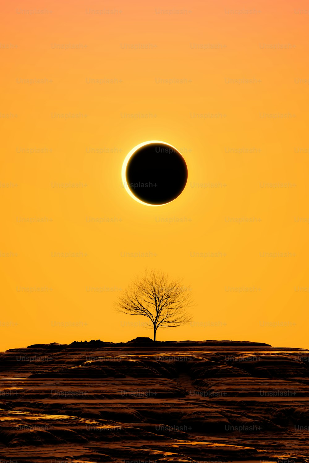 the sun is setting over the horizon of a tree