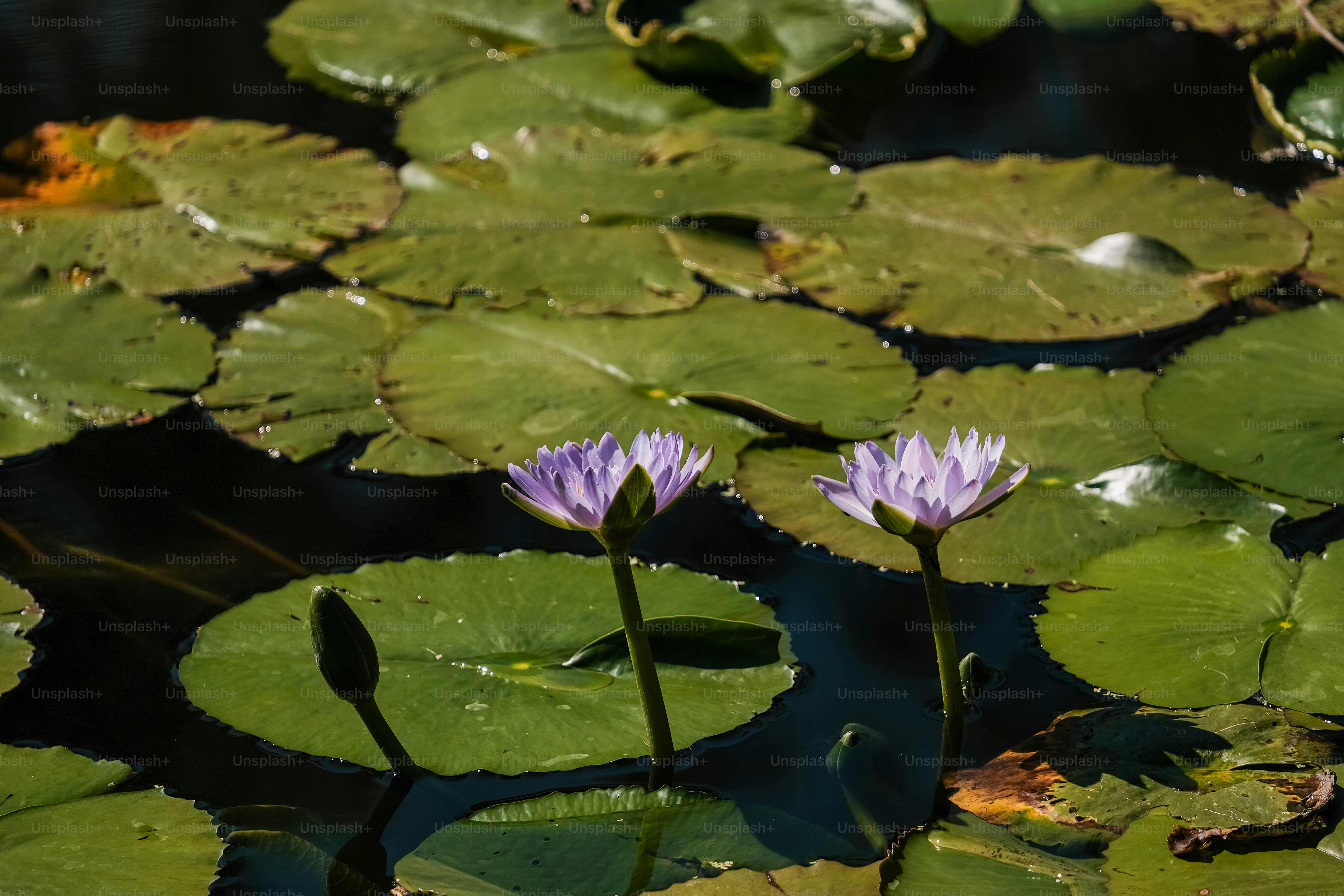 two purple water lilies in a pond with lily pads