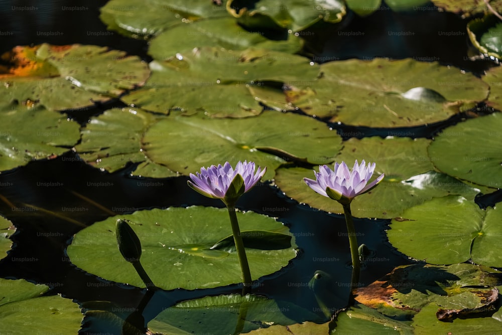 two purple water lilies in a pond with lily pads