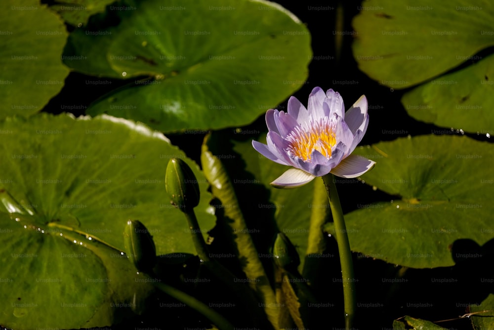 a purple water lily in a pond surrounded by green leaves