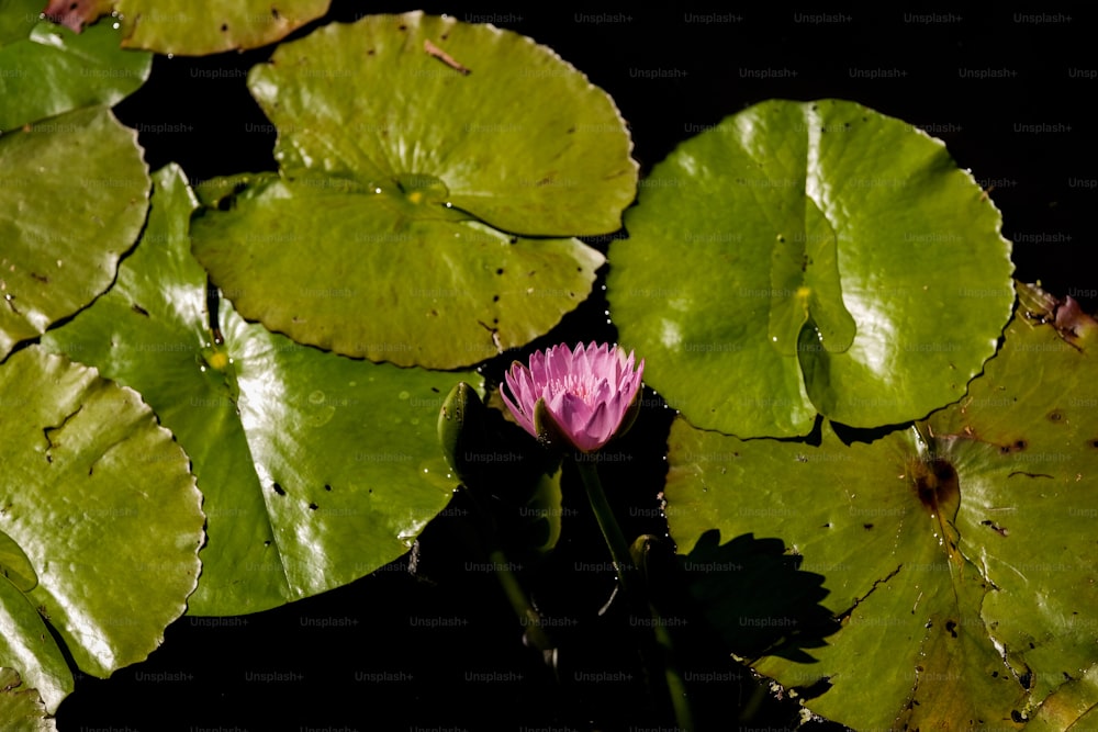 a pink flower sitting on top of a green leafy plant