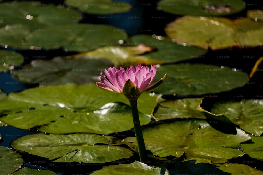 a pink flower sitting on top of a green lily pad