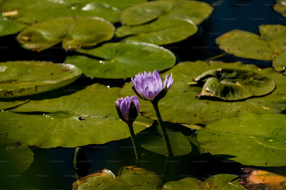 two purple water lilies in a pond surrounded by lily pads