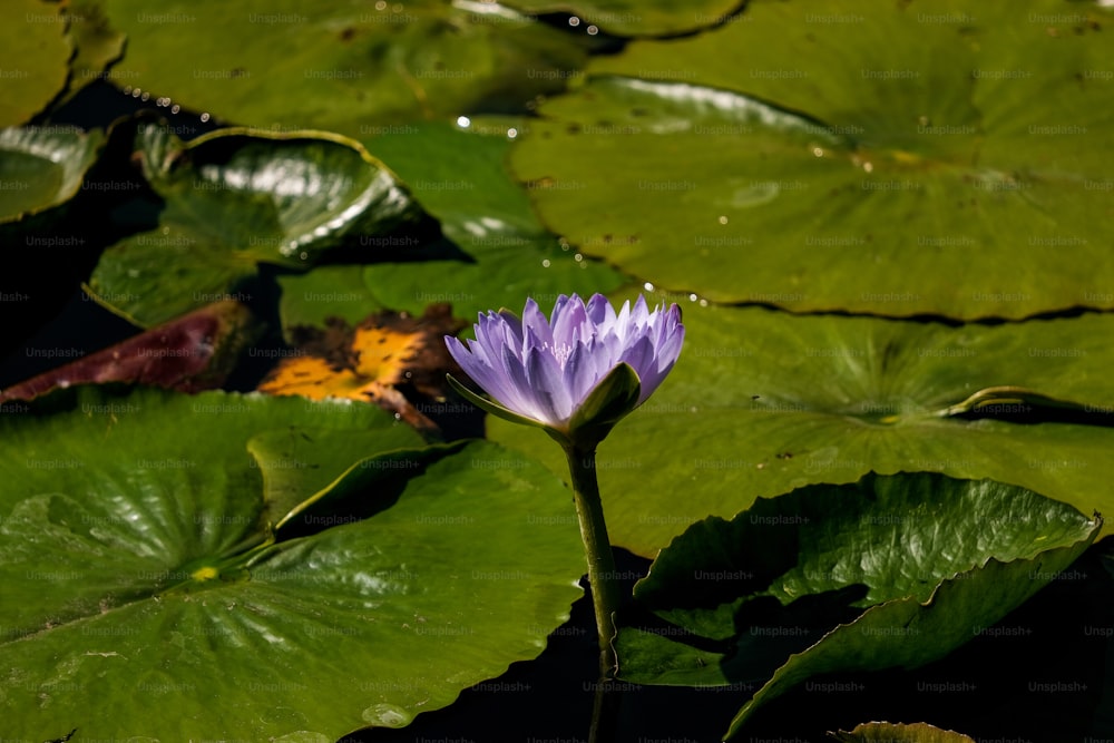 un fiore viola seduto sulla cima di uno stagno coperto di foglie verdi