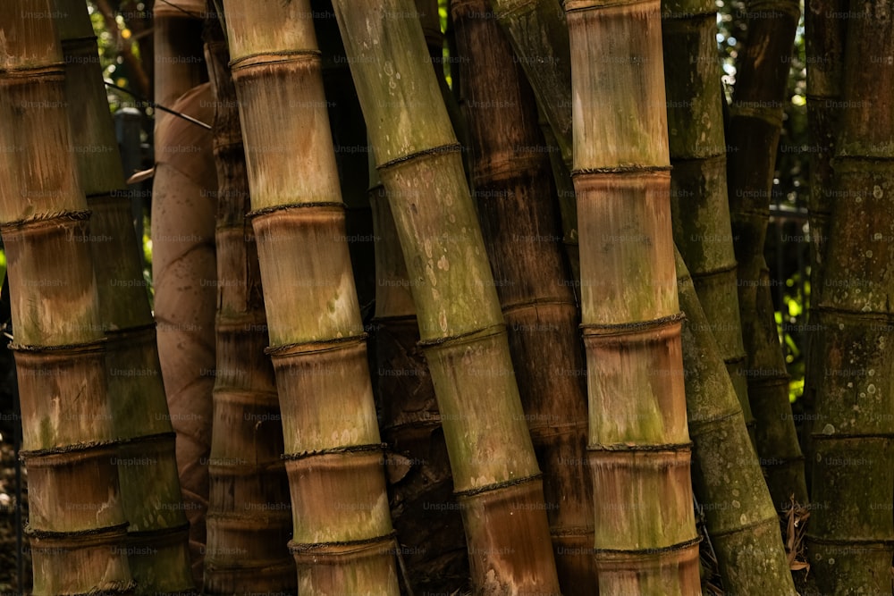 Bamboo Forest Background Stock Photo - Download Image Now - Bamboo - Plant,  Bamboo - Material, Plant - iStock