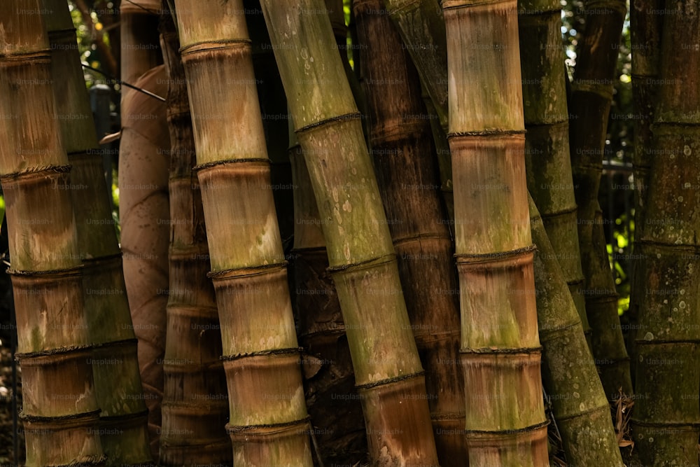 un groupe d’arbres qui sont côte à côte