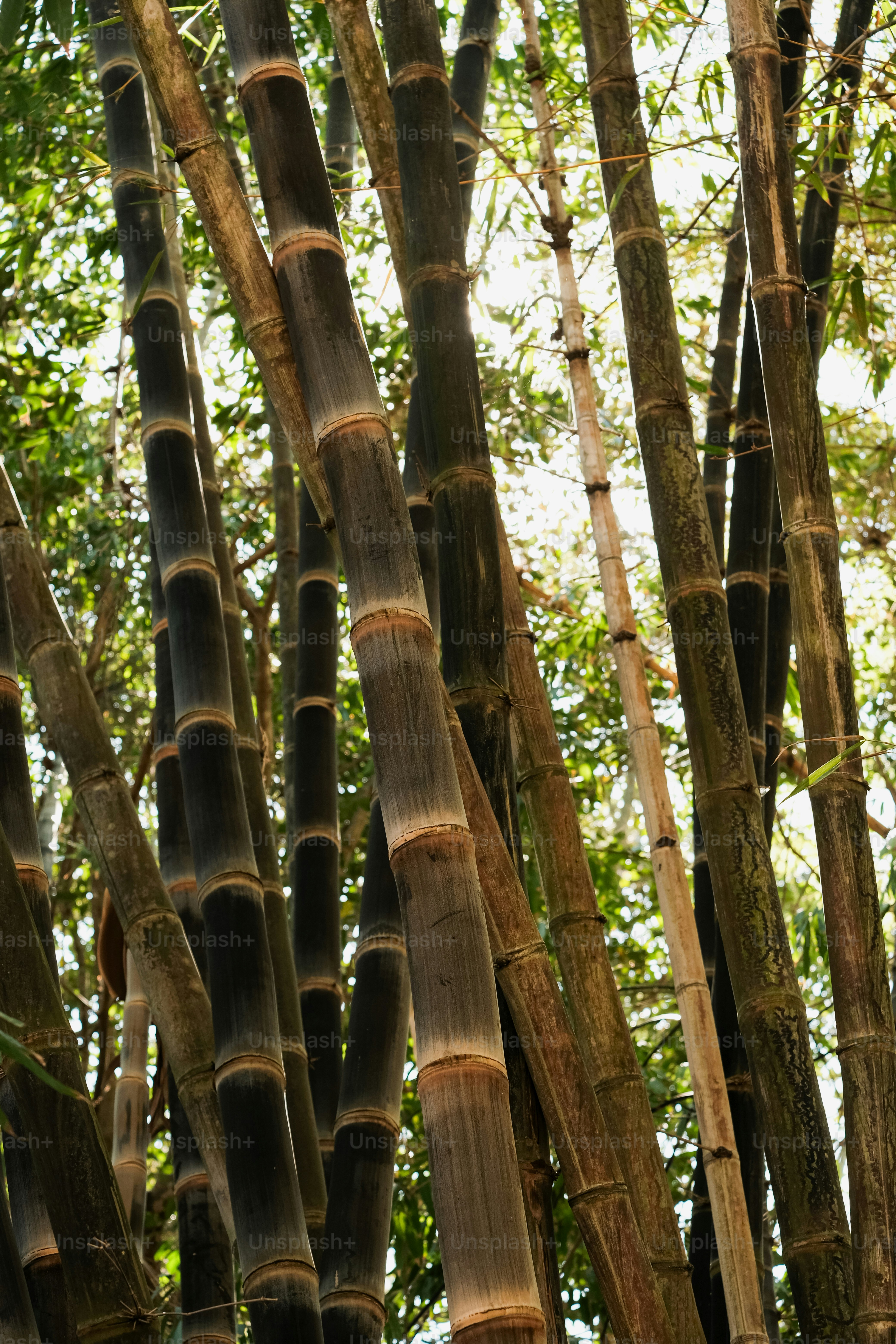 Choose from a curated selection of tree photos. Always free on Unsplash.