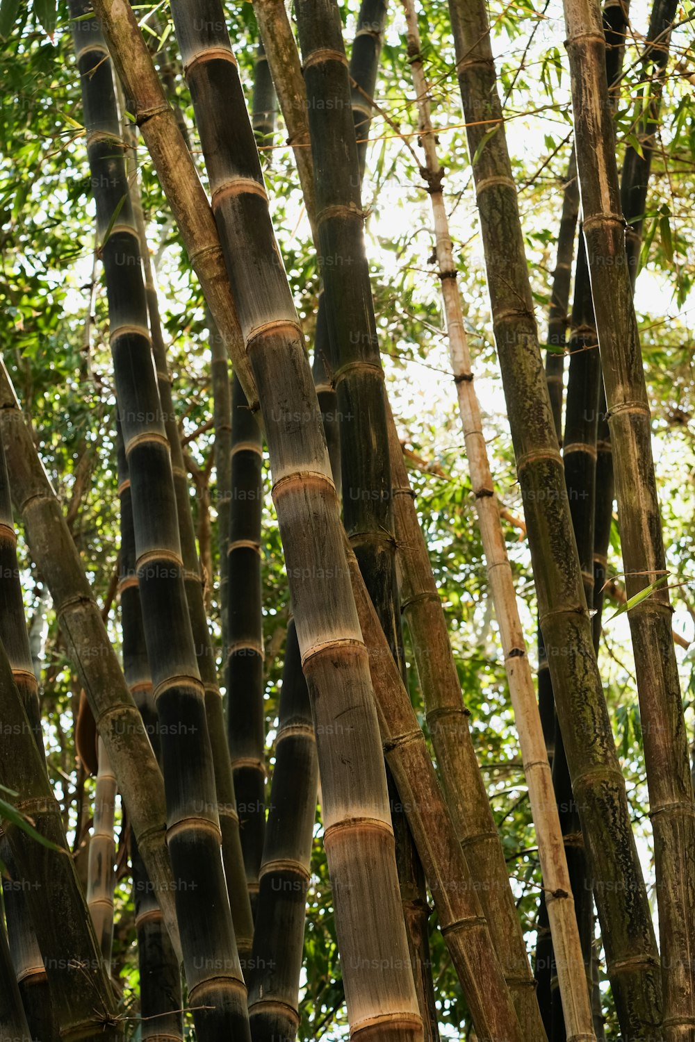 a large group of bamboo trees in a forest