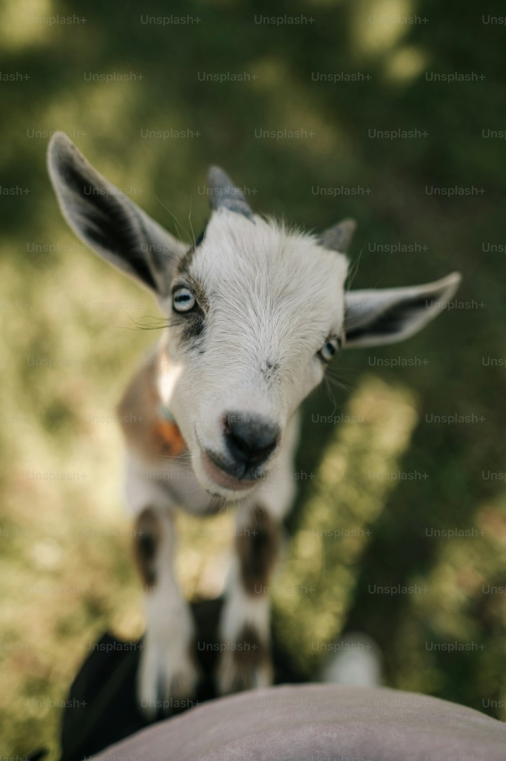 une petite chèvre debout au sommet d’un champ verdoyant