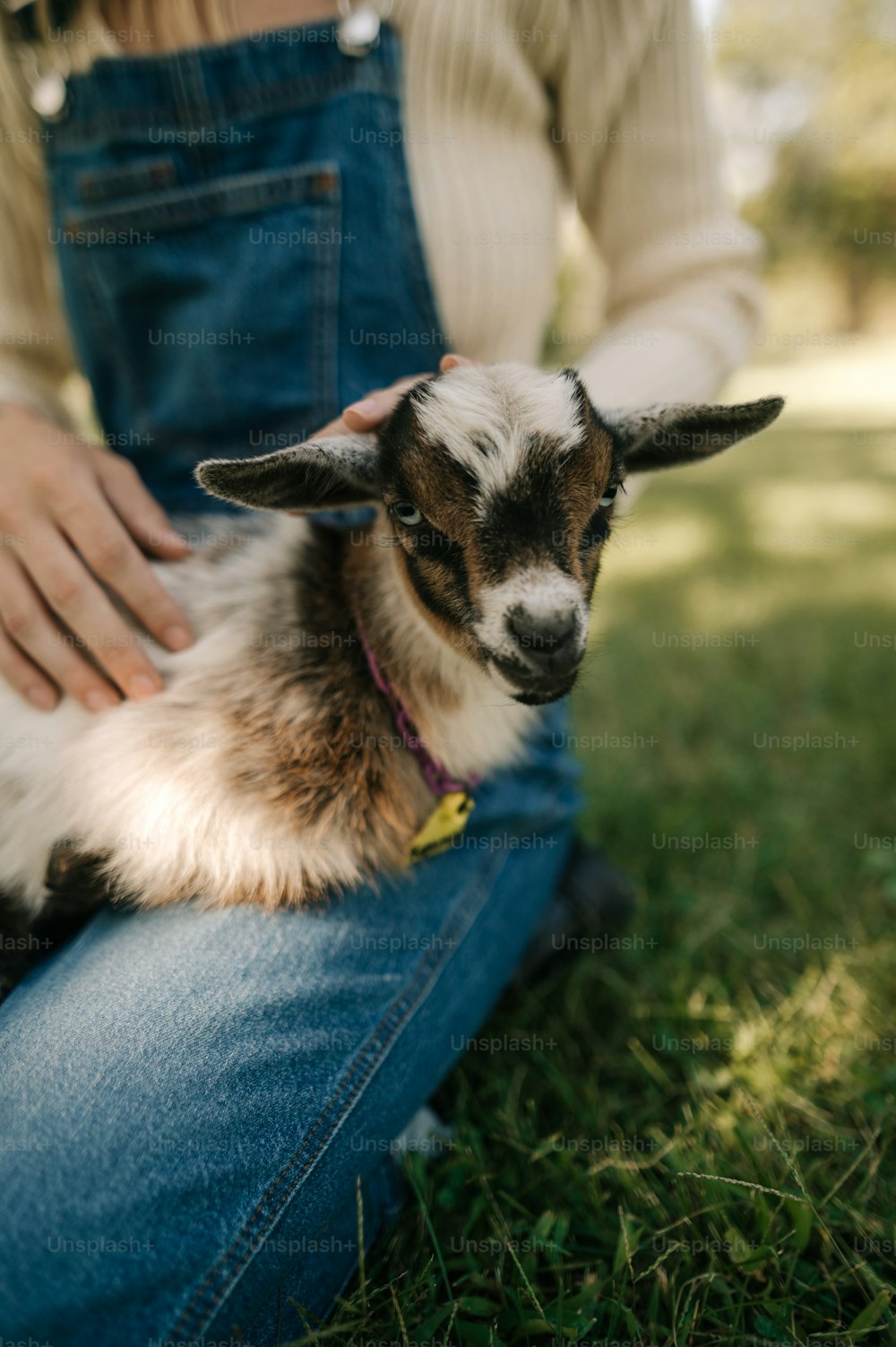a person petting a small goat in a field