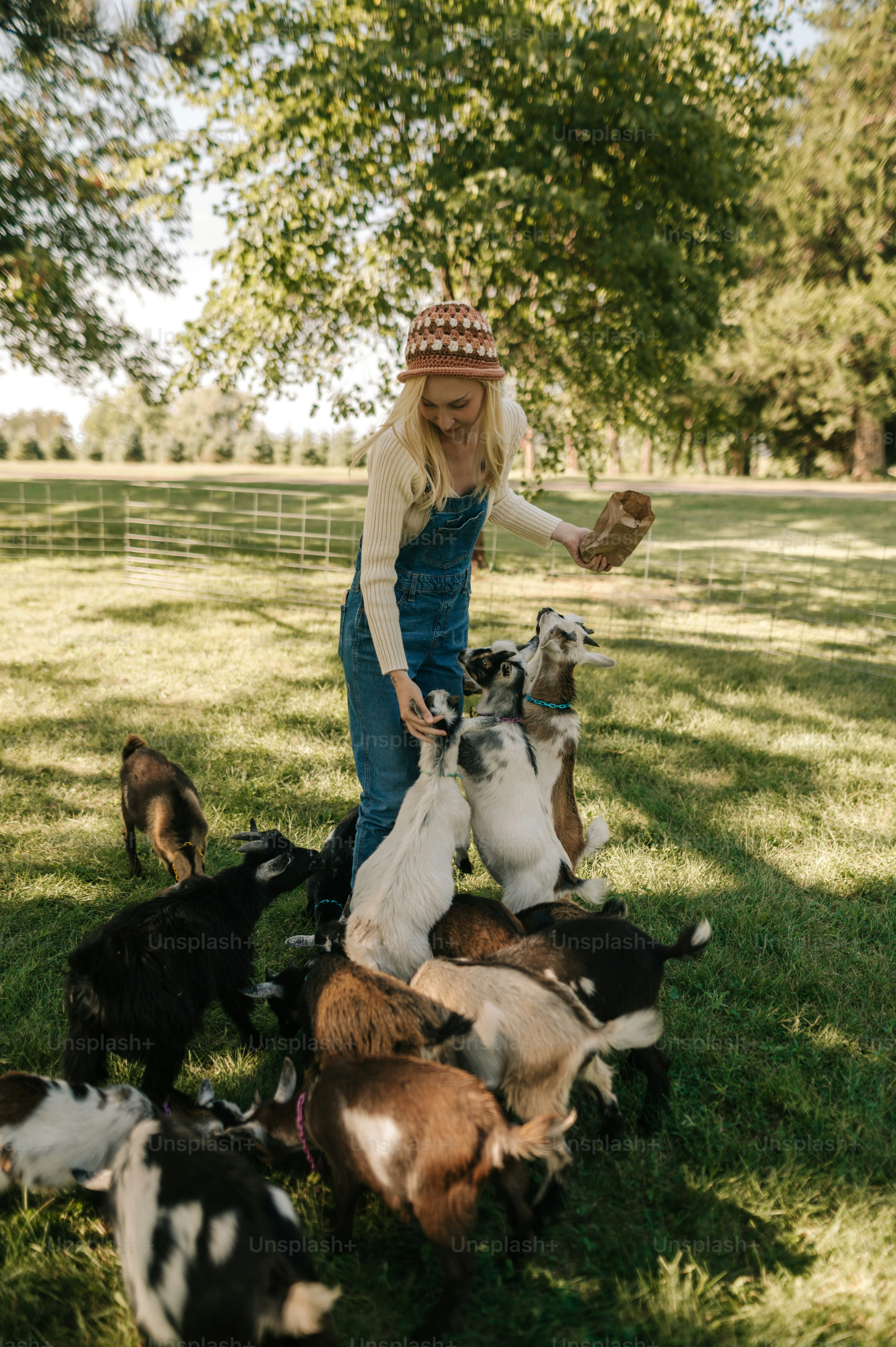 a little girl is playing with a bunch of goats