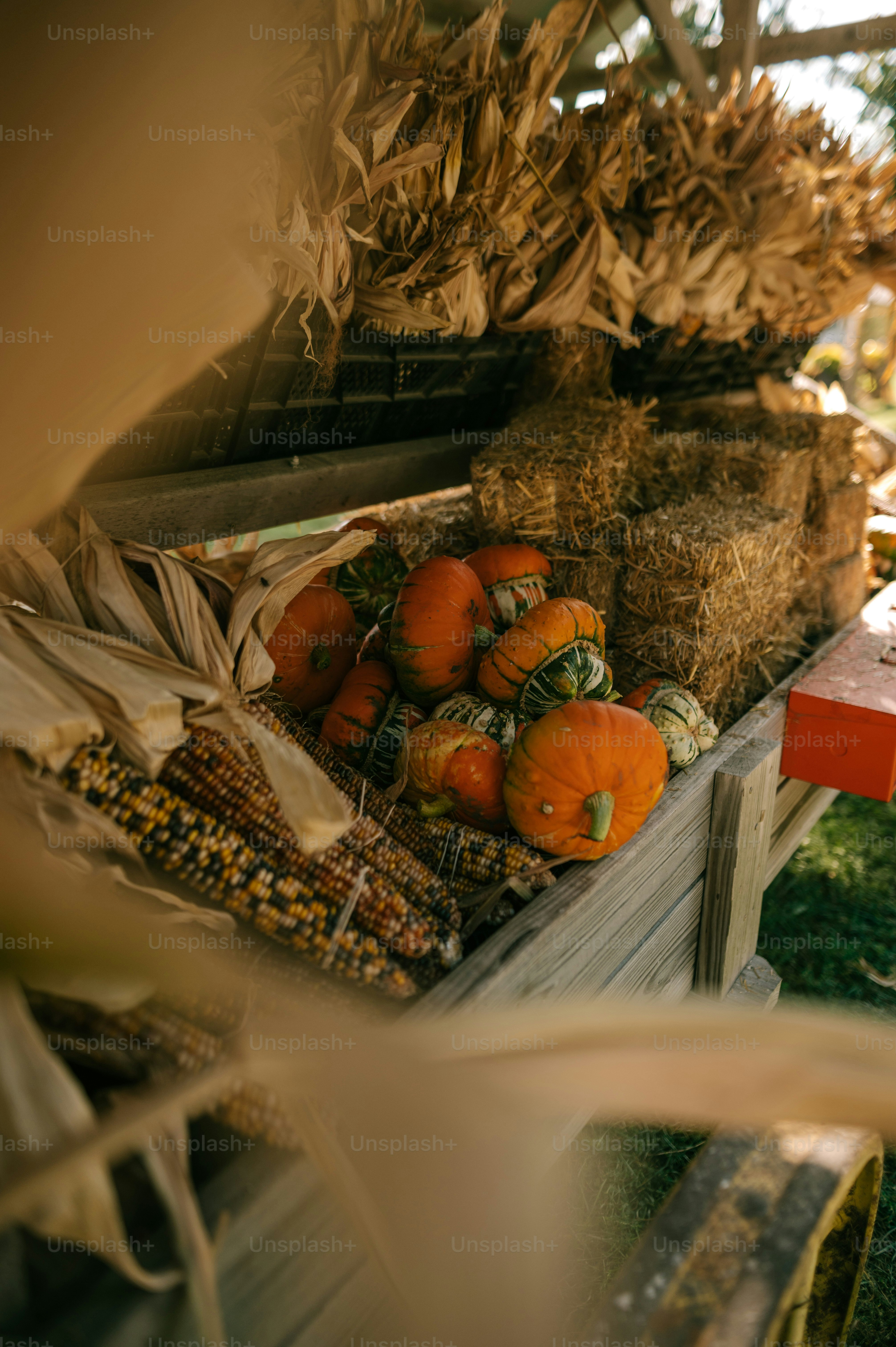 a bunch of pumpkins and corn on a table