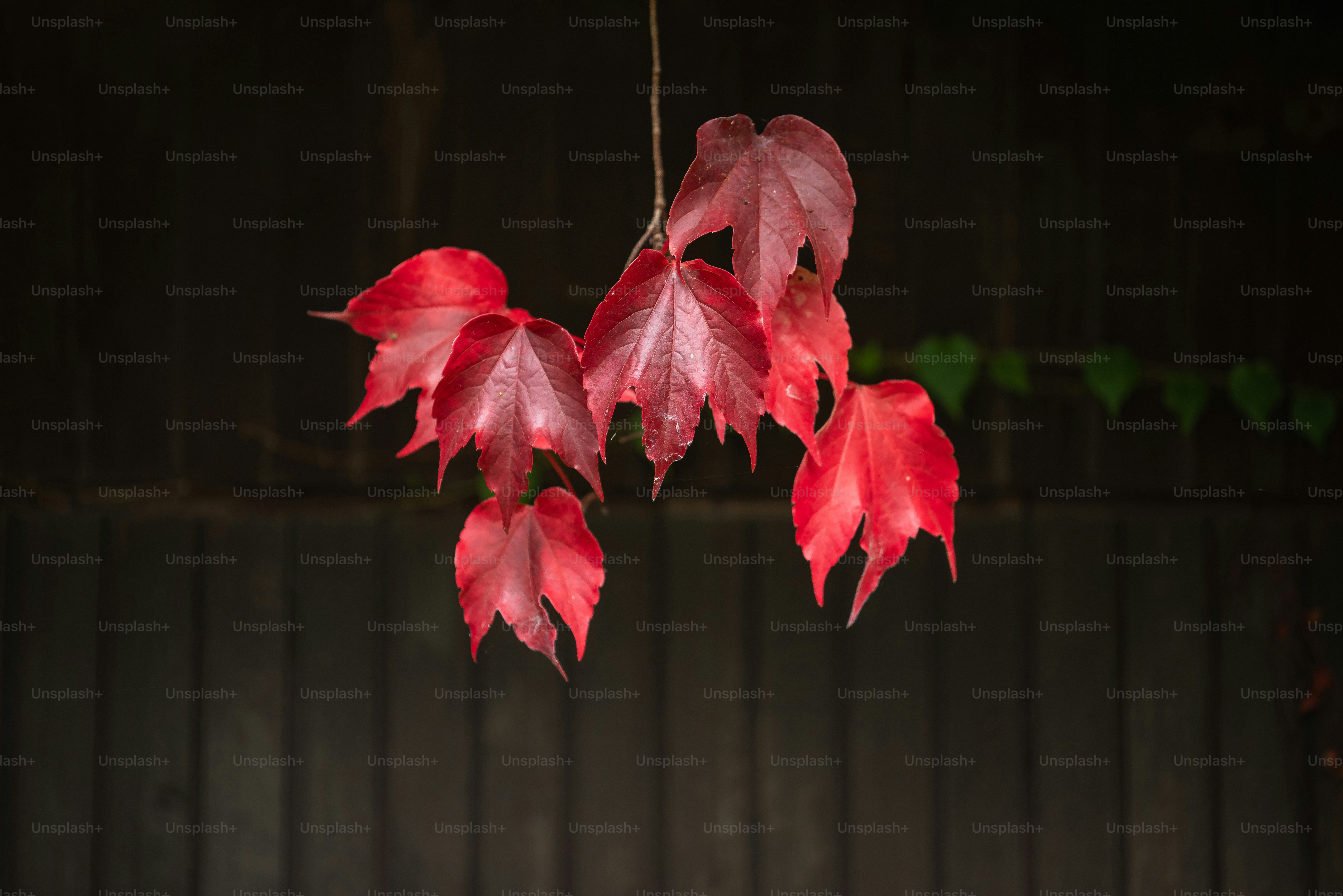 une branche avec des feuilles rouges suspendues à elle
