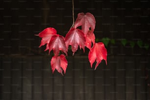un ramo con foglie rosse che pendono da esso