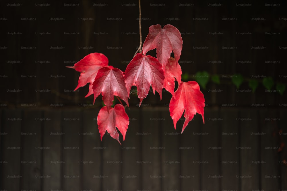 a branch with red leaves hanging from it