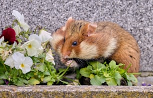 a rodent eating some flowers on the ground