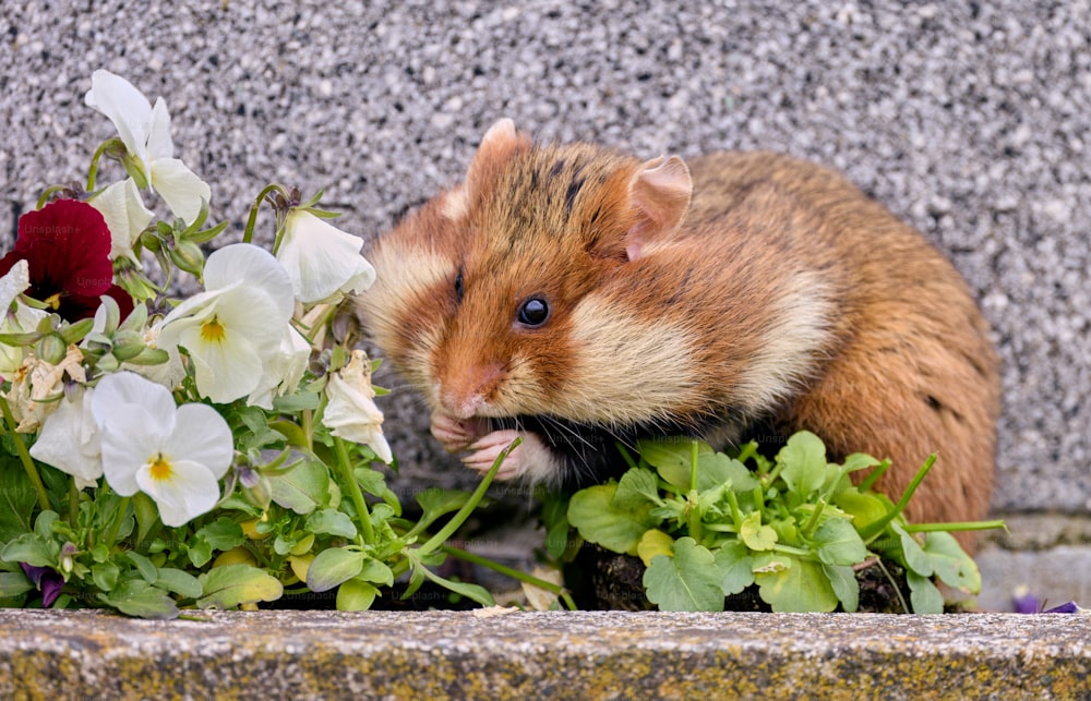 um roedor comendo algumas flores no chão
