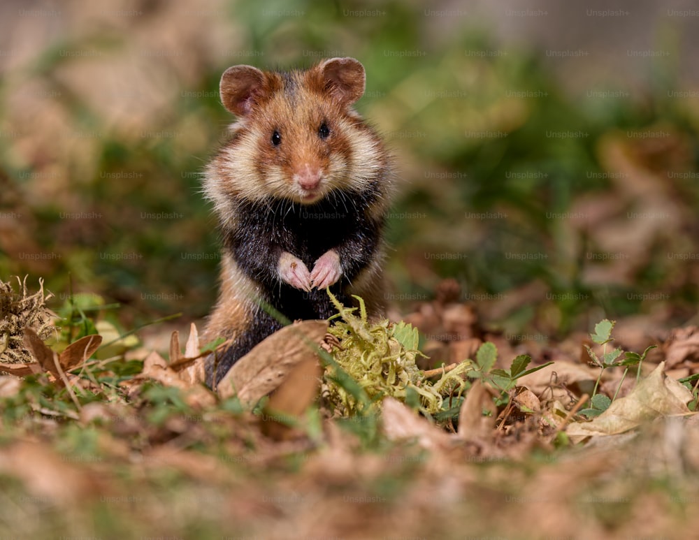 Un pequeño roedor parado en un campo de hojas