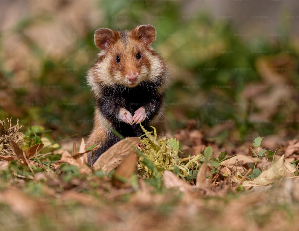 a small rodent standing in a field of leaves