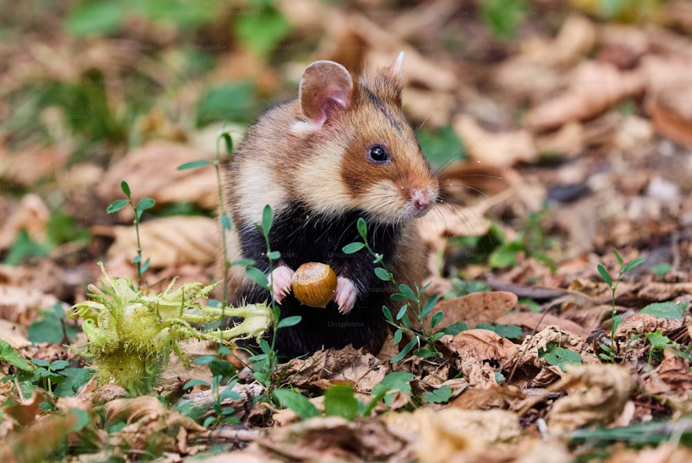 Un pequeño roedor parado encima de un montón de hojas