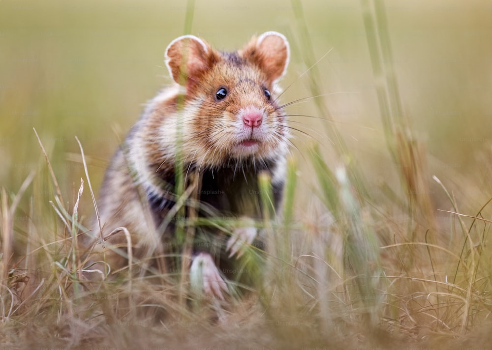 a brown and white hamster walking through tall grass