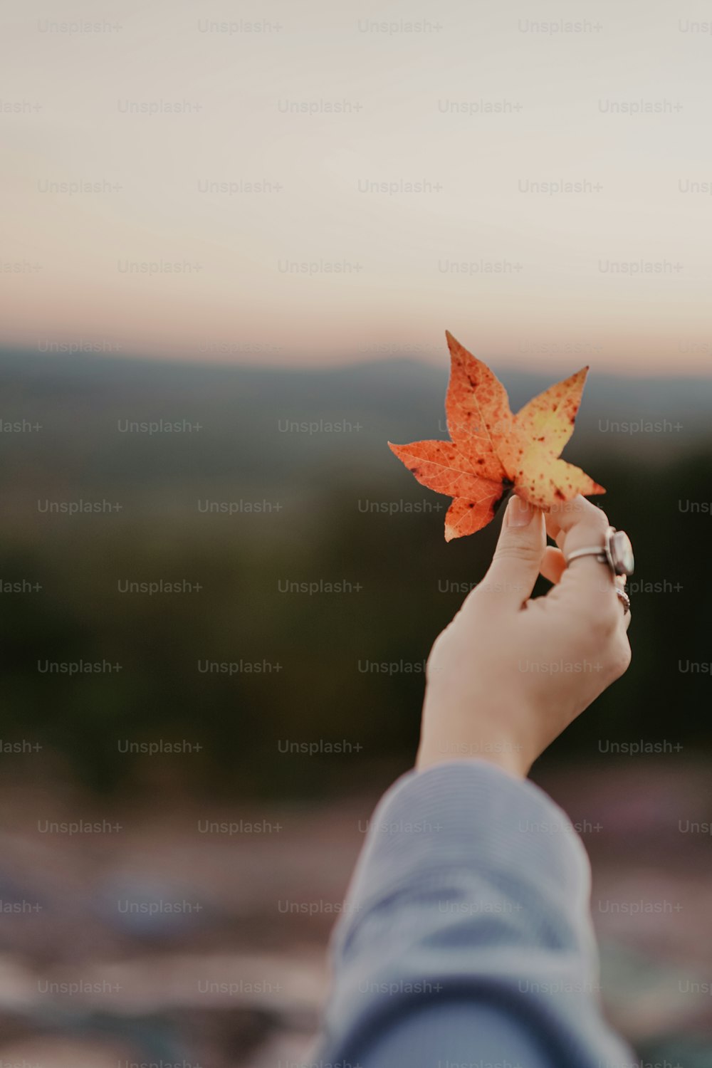 a person holding a leaf in their hand