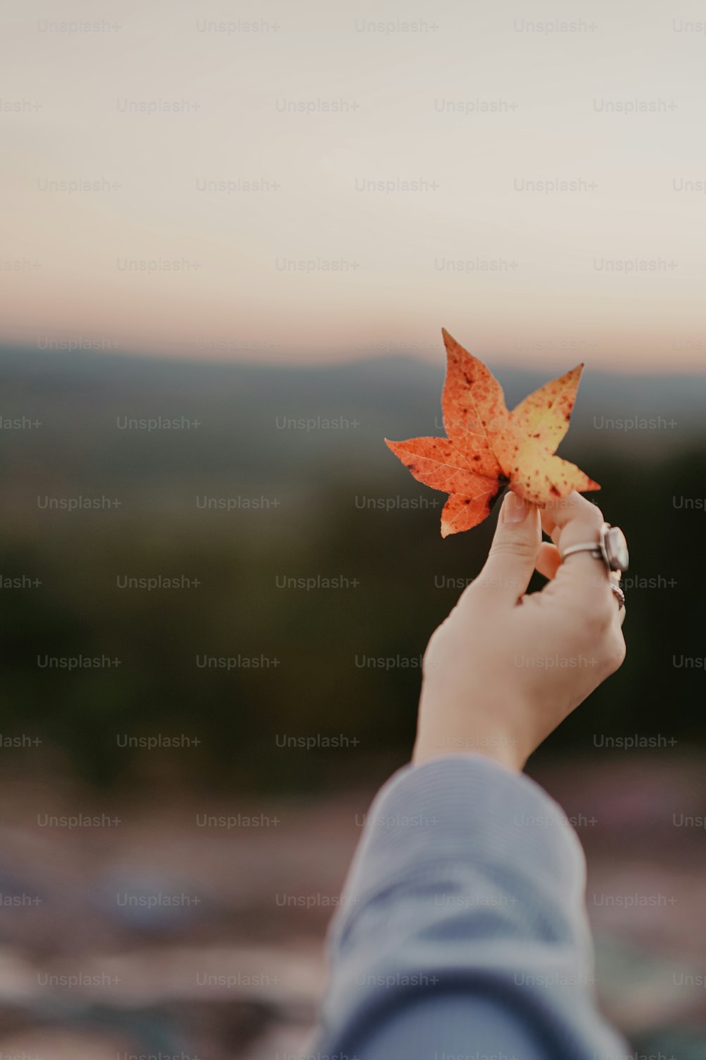 uma pessoa segurando uma folha na mão