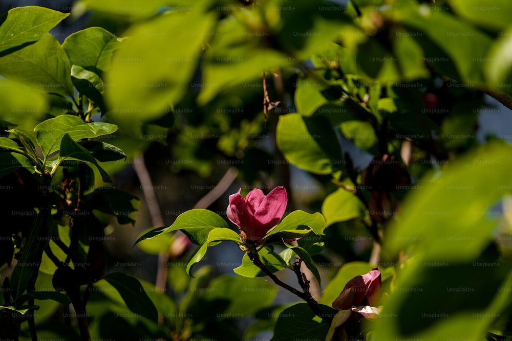 a pink flower is blooming on a tree branch