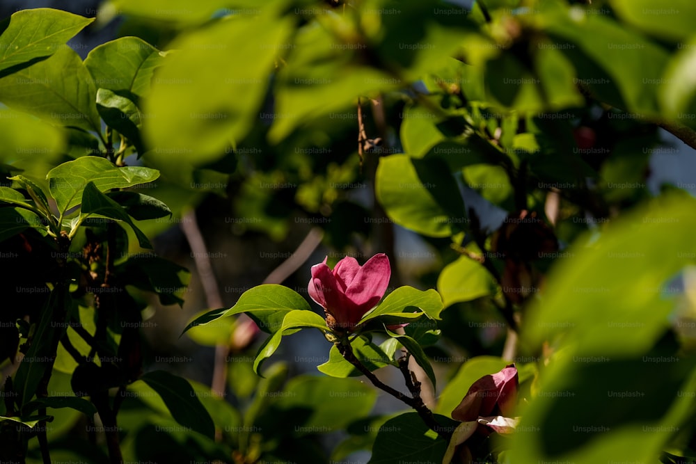 Une fleur rose fleurit sur une branche d’arbre